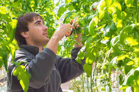 Preservation Technician (Horticultural), Introduction, Admission, Registration, Eligibility, Duration, Fees, Syllabus 2024