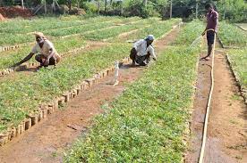 Gardener Cum Nursery Raiser Admission, Registration, Eligibility, Duration, Fees, Syllabus 2024