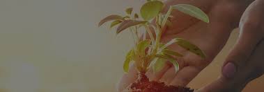 Diploma In Plant Protection And Pesticides Management Introduction, Admission, Registration, Eligibility, Duration, Fees, Syllabus 2024